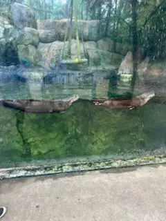 Two otters swim gracefully in a large aquarium